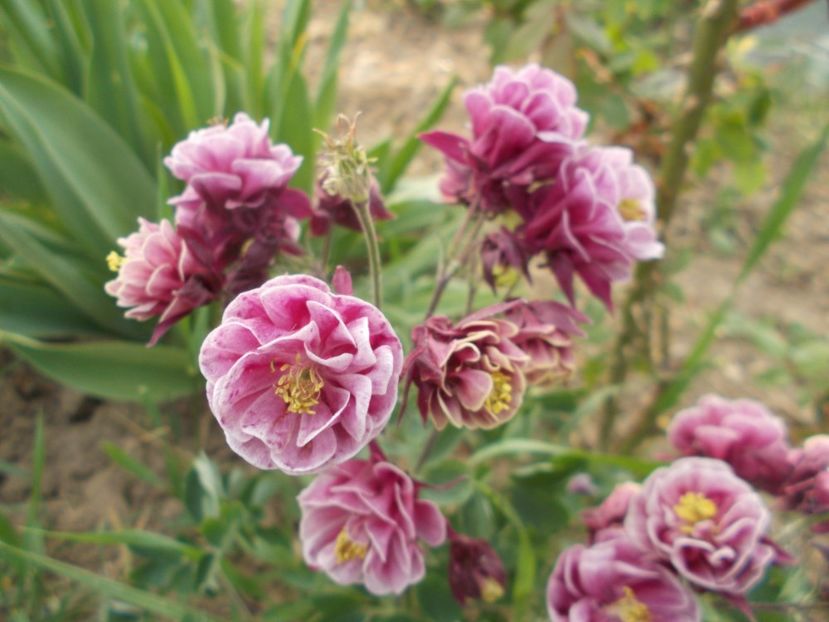  - 2019 Flori de gradina