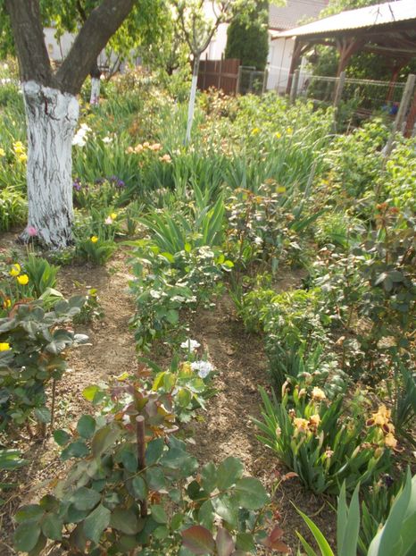  - 2019 Flori de gradina