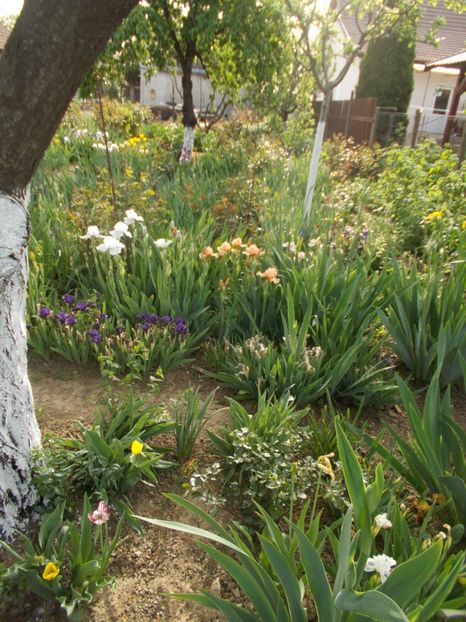  - 2019 Flori de gradina