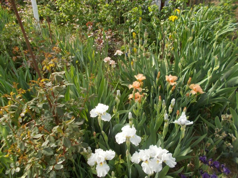  - 2019 Flori de gradina