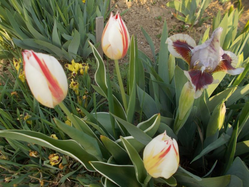  - 2019 Flori de gradina