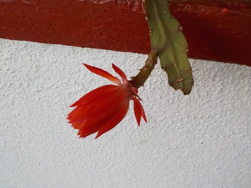  - Genul Epiphyllum
