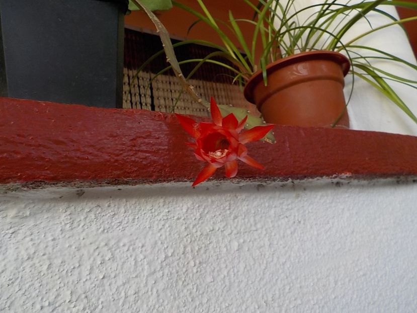  - Genul Epiphyllum