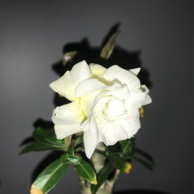  - Plante de interior 2019