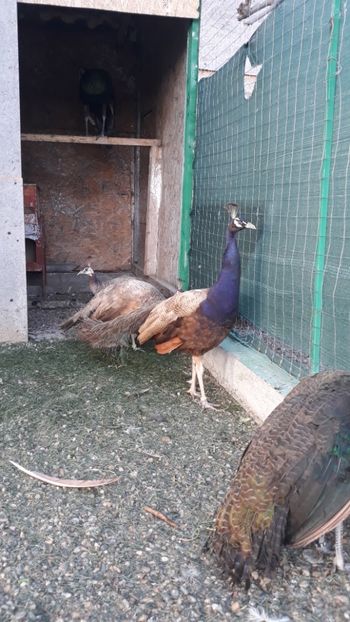  - PĂUN VIOLET