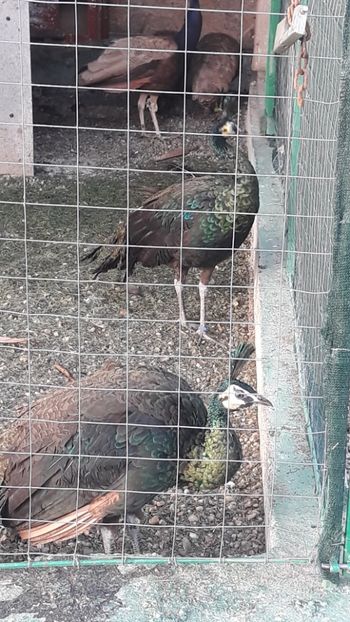  - PAUNI VERZI