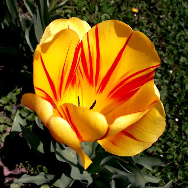  - AAAA_LALELE 2019_2020_2022_2023