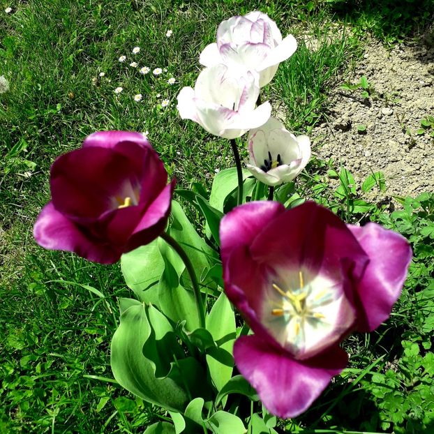  - AAAA_LALELE 2019_2020_2022_2023