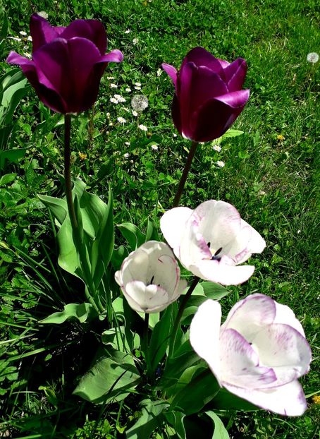  - AAAA_LALELE 2019_2020_2022_2023