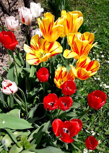  - AAAA_LALELE 2019_2020_2022_2023