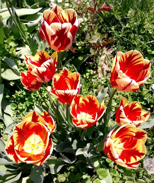  - AAAA_LALELE 2019_2020_2022_2023