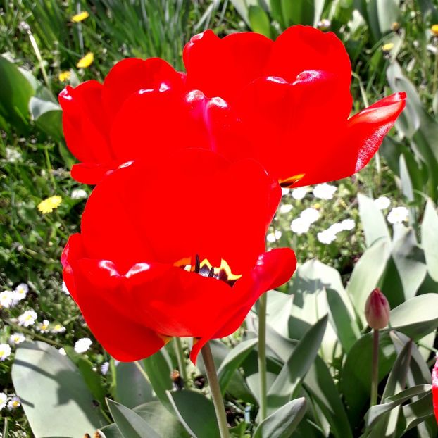  - AAAA_LALELE 2019_2020_2022_2023