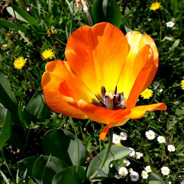  - AAAA_LALELE 2019_2020_2022_2023