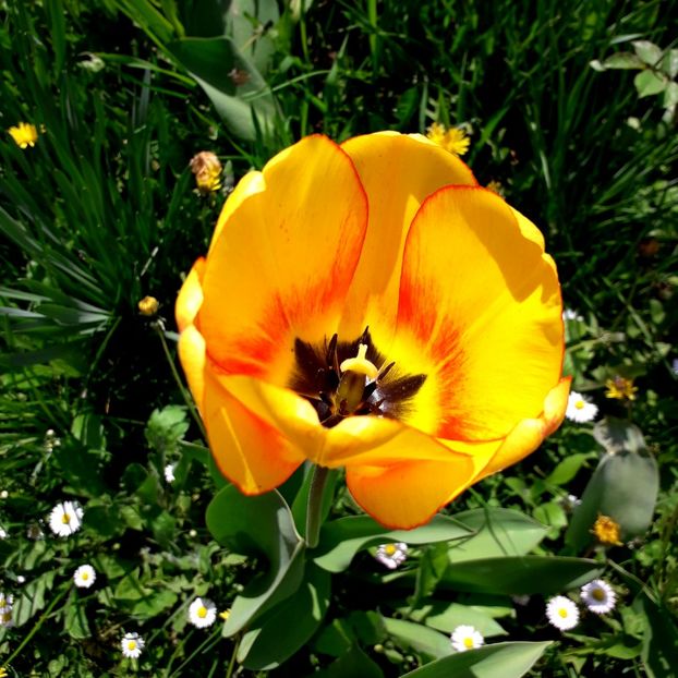  - AAAA_LALELE 2019_2020_2022_2023