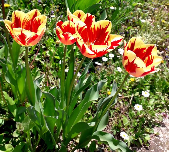  - AAAA_LALELE 2019_2020_2022_2023