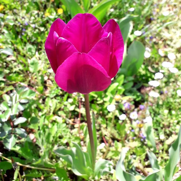  - AAAA_LALELE 2019_2020_2022_2023