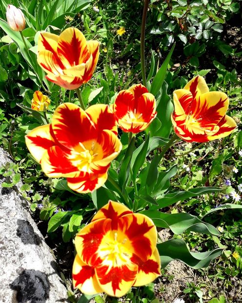  - AAAA_LALELE 2019_2020_2022_2023