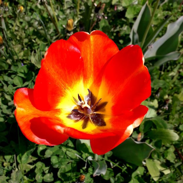  - AAAA_LALELE 2019_2020_2022_2023