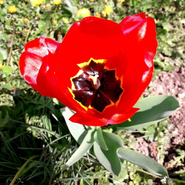  - AAAA_LALELE 2019_2020_2022_2023