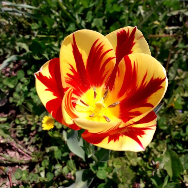  - AAAA_LALELE 2019_2020_2022_2023