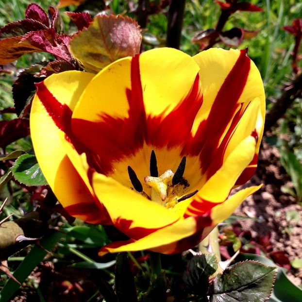  - AAAA_LALELE 2019_2020_2022_2023