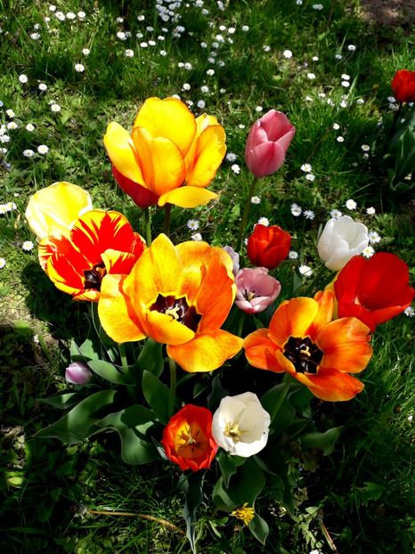  - AAAA_LALELE 2019_2020_2022_2023