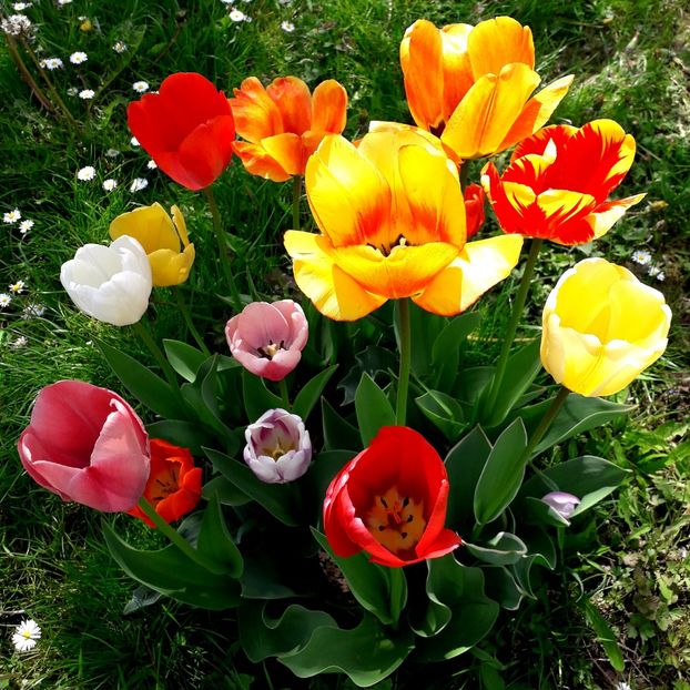  - AAAA_LALELE 2019_2020_2022_2023