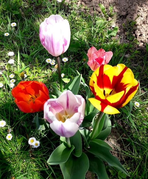  - AAAA_LALELE 2019_2020_2022_2023