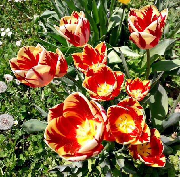  - AAAA_LALELE 2019_2020_2022_2023