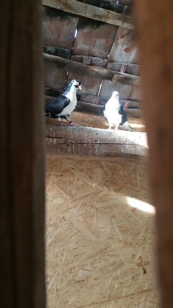  - -Matca 2019 jucatori de galati