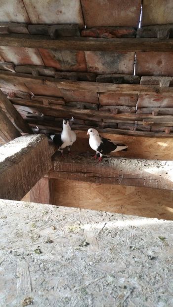  - -Matca 2019 jucatori de galati