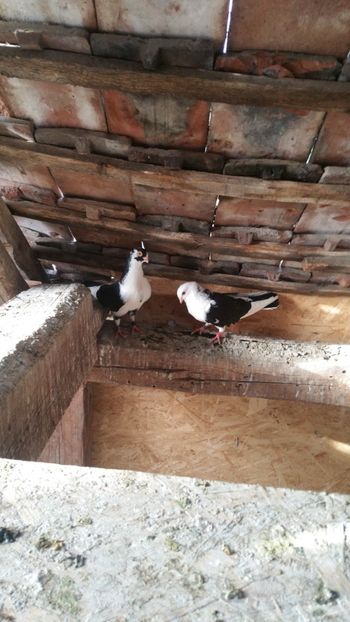  - -Matca 2019 jucatori de galati