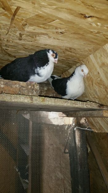  - -Matca 2019 jucatori de galati