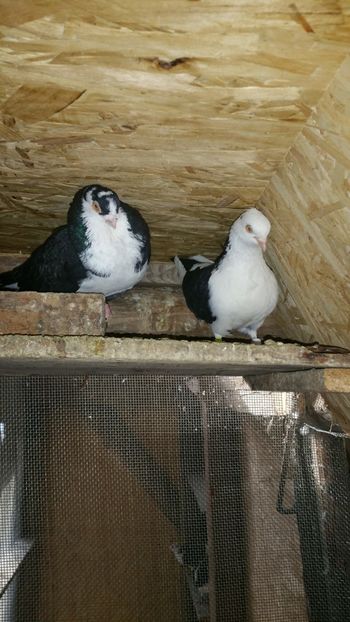  - -Matca 2019 jucatori de galati