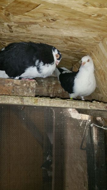  - -Matca 2019 jucatori de galati