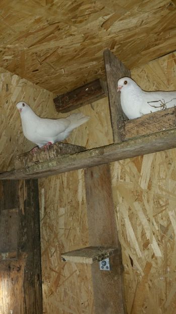  - -Matca 2019 jucatori de galati