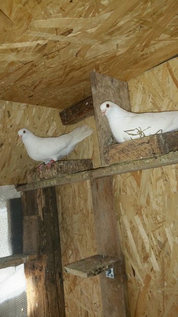  - -Matca 2019 jucatori de galati