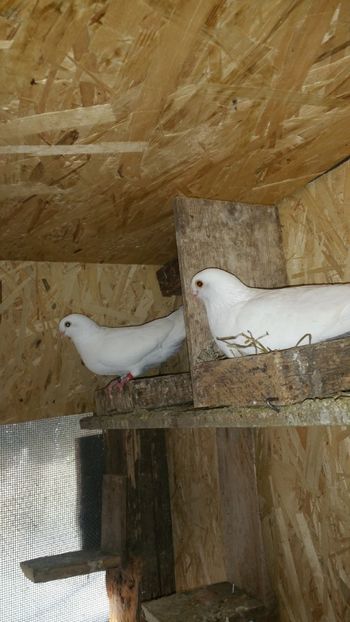  - -Matca 2019 jucatori de galati