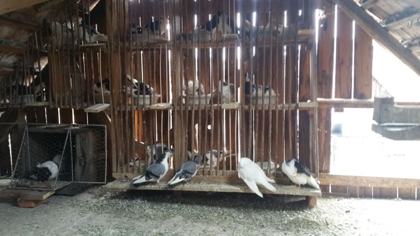  - -Matca 2019 jucatori de galati