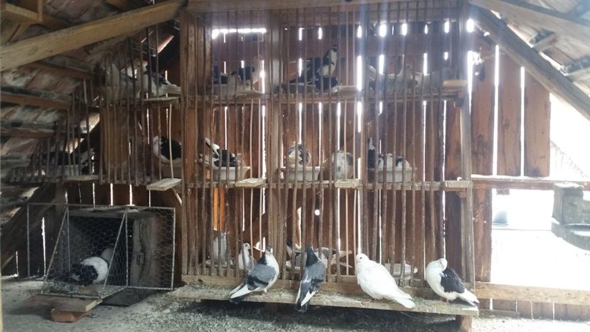  - -Matca 2019 jucatori de galati