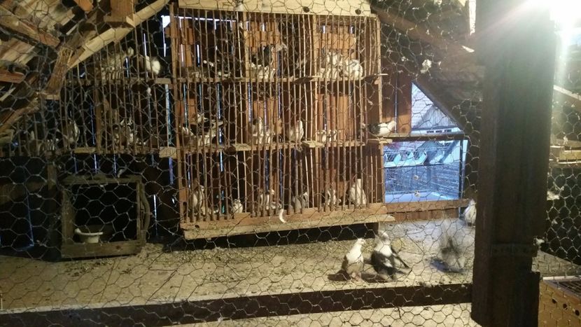  - -Matca 2019 jucatori de galati