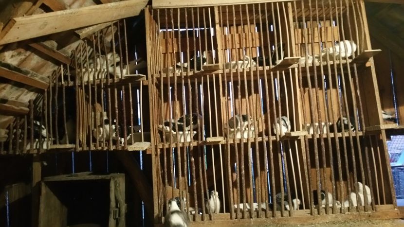  - -Matca 2019 jucatori de galati