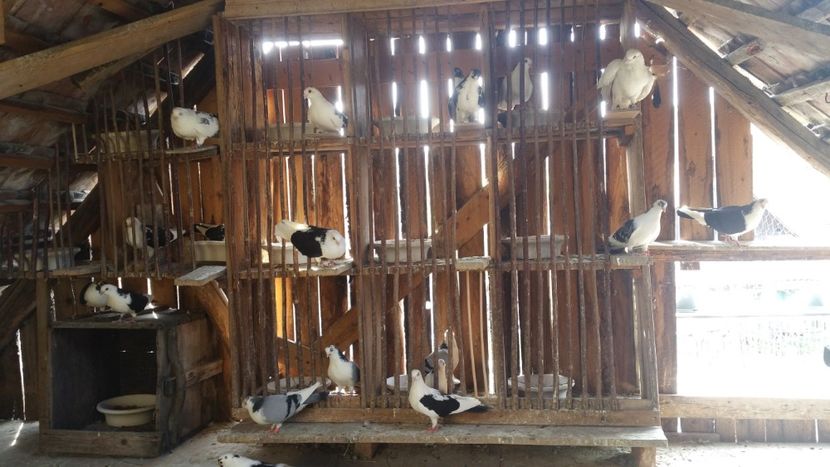  - -Matca 2019 jucatori de galati