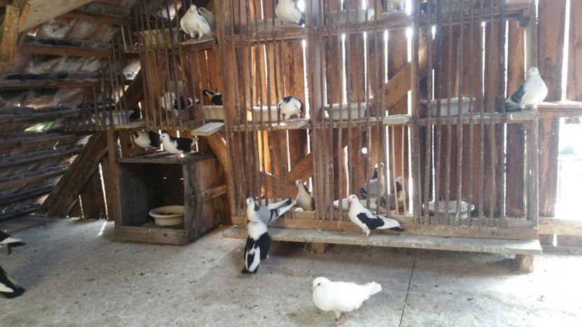  - -Matca 2019 jucatori de galati