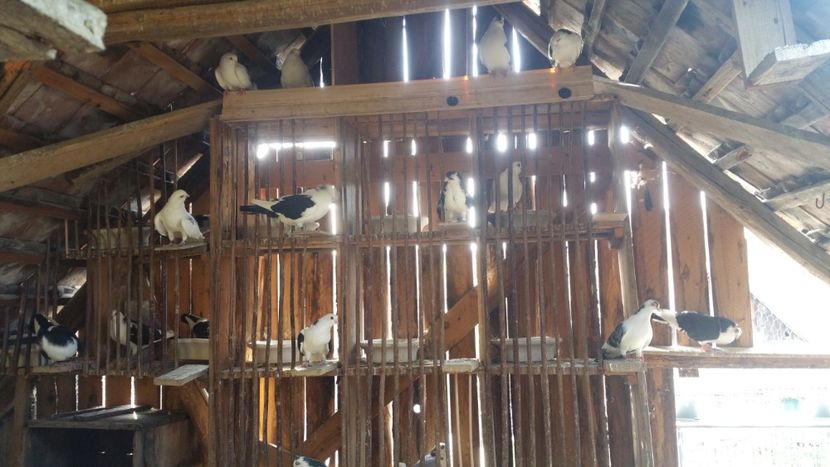  - -Matca 2019 jucatori de galati