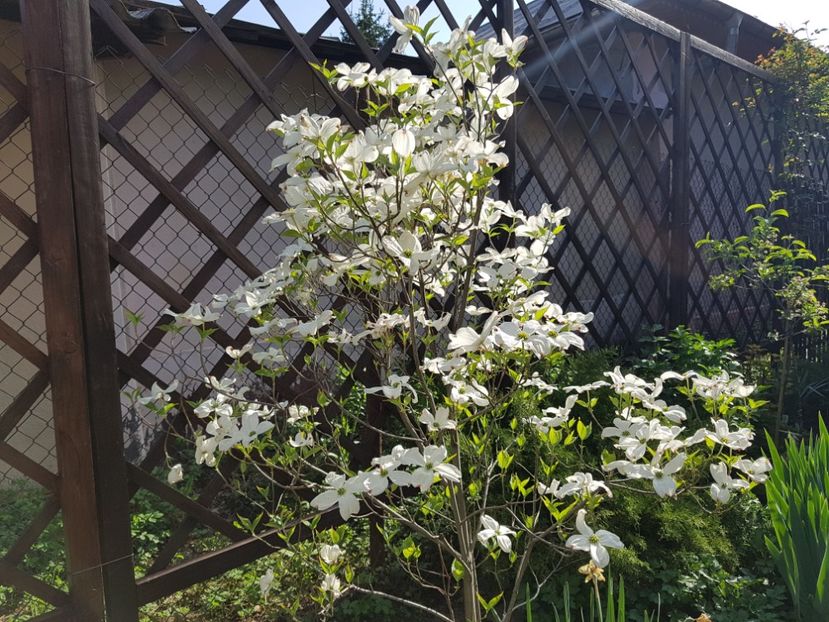 Cornus florida white clouds - 2019 Aprilie