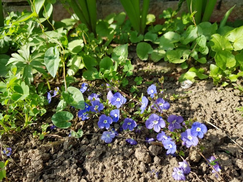 Veronica Georgia blue - 2019 Aprilie