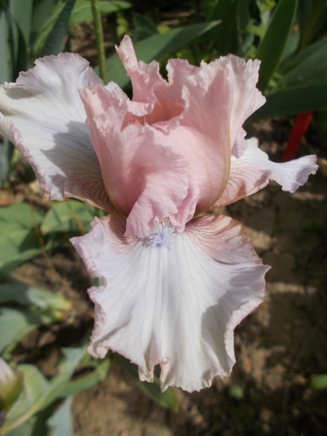 BALLY CASTLE - Irisi -2019 Barbata Elatior si intermedia