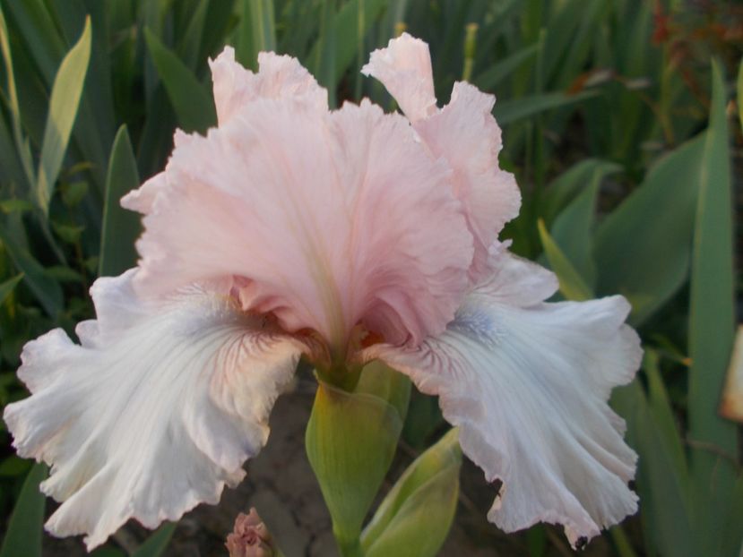  - Irisi -2019 Barbata Elatior si intermedia