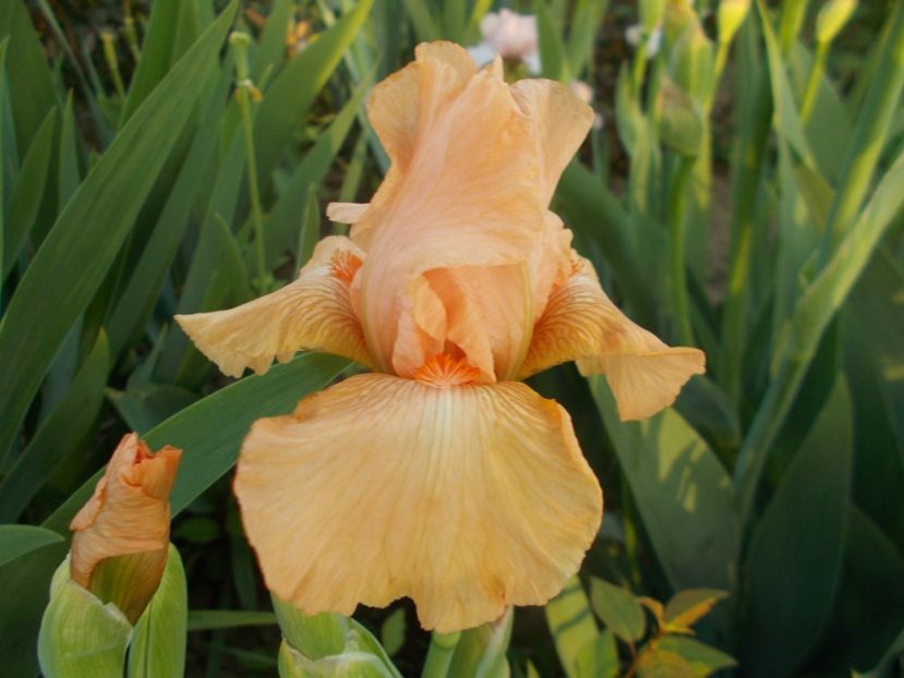 ASK ALMA - Irisi -2019 Barbata Elatior si intermedia